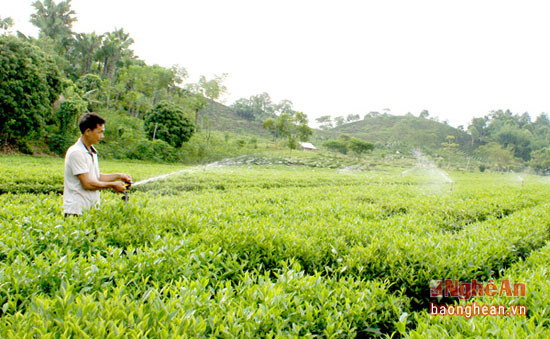 Người dân xã Thanh Mai kết hợp tưới nước cho cây chè bằng hệ thống tưới bằng tay và tự động, ảnh ĐInh Hà