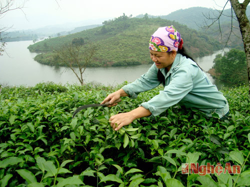 Người dân Thanh Chương  thu hái chè, ảnh Huy Thư