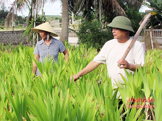 Lương y Nguyễn Văn Quát là người có nhiều kinh nghiệm trồng cây dược liệu Rẽ quạt ở xã Hùng Thành.