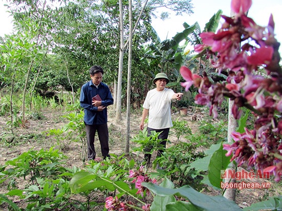 Các loài cây dược liệu được nhiều hộ dân ở xã Hùng Thành nhân giống trồng dưới tán cây vườn đồi.