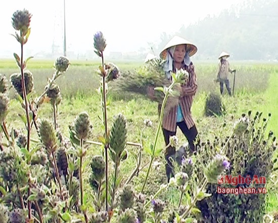 Vào thời điểm cuối thánh Bảy ( âm lịch) bà con xã Tiến Thành nhộn nhịp ra đồng thu hoạch cây Nhân trần dược liệu.