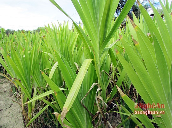 ây dược liệu Rẽ quạt hiện đang được trồng phổ biến ở nhiều khu vườn dược liệu trên địa bàn Yên Thành.