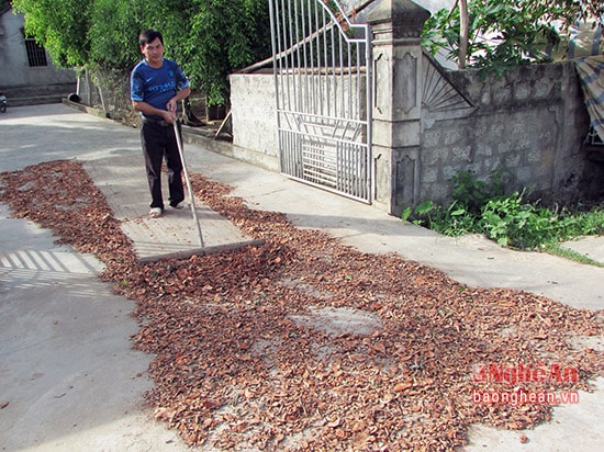 Anh Nguyễn Văn Hiếu – Xóm Sơn Thành, xã Hùng Thành mỗi năm thu mua trên 10 tấn dược liệu cho người dân.