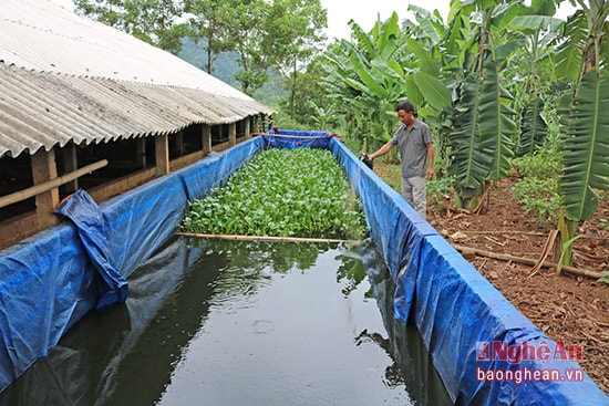 Bể nuôi cá được Đại bố trí sát với chuồng nuôi  để tận dụng nguồn thức ăn thừa và xử lý môi trường