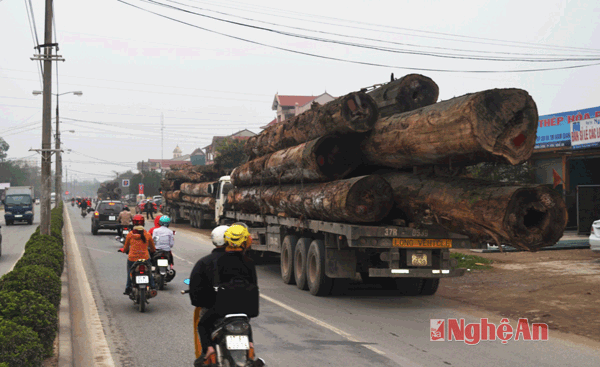 Các xe gỗ chở quá tải lưu thông trên quốc lộ 46 bị lực lượng thanh tra giao thông phát hiện bắt giữ tại đoạn qua địa bàn xã Hưng Chính ( TP Vinh) ảnh Nhật Lân