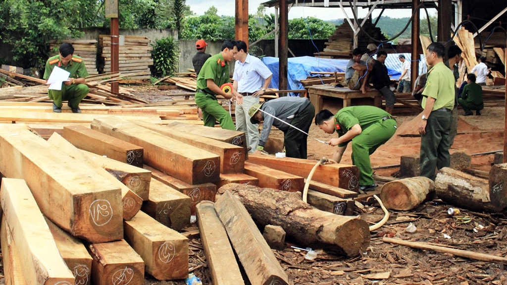 Công an kiểm tra một cơ sở nghi thu mua gỗ lậu tại TP Bảo Lộc, tỉnh Lâm Đồng - Ảnh: SƠN BÌNH