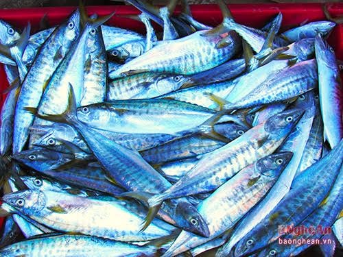 Những con cá