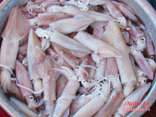 Mực Diễn Châu được đưa vào tiêu thụ ở biển Cửa Lò