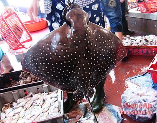 Những con cá