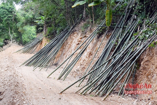 Những cây mét vừa khai thác, được lao từ trên triền núi xuống.