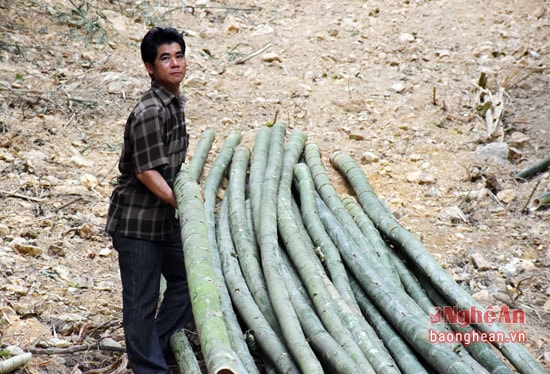 Anh Nguyễn Bá Phương cho biết, những cây to có giá 20 nghìn đồng, cây nhỏ nhất 10 nghìn đồng.