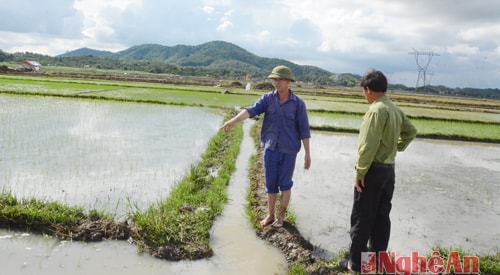 Nước từ sông hồ sông Sào theo kênh dẫn đã vào các chân ruộng kịp thời tưới cho những thửa đã xuống giống vụ mùa