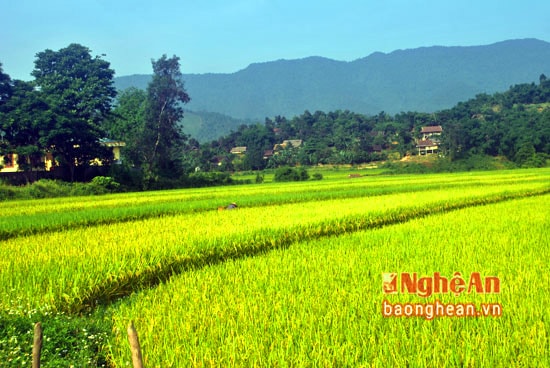 Cánh đồng Tổng Chai