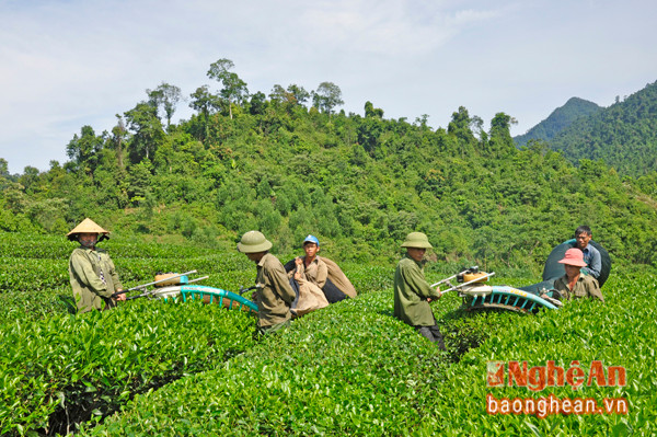 Thu hoạch chè ở Tổng đội TNXP 5 (Thanh Chương). Ảnh: p.v