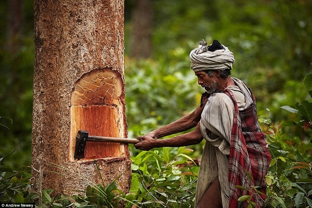 Người Raute dựa dẫm rất nhiều vào thiên nhiên. Họ săn bắt hái lượm chứ không chăn nuôi, trồng trọt.