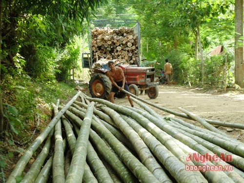 Cây mét được các tư thương thu mua về xuối.