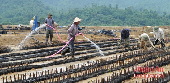 Ươm cây cao su tại Đảng bộ Công ty CP Cao su Nghệ An