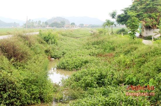 Bèo, cây cỏ mọc tốt giữa lòng kênh.