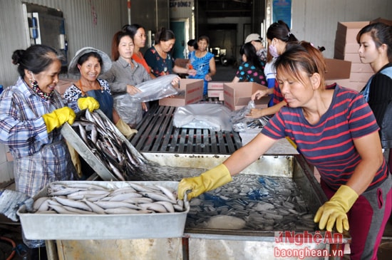 Toàn phường Nghi Tân hiện có 26 kho cấp đông, giải quyết việc làm cho hơn 100 lao động thường xuyên và 60 - 70 lao động thời vụ.