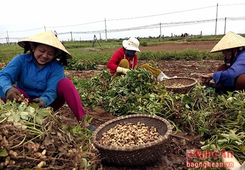 Thu hoạch lạc ở Diễn Châu.