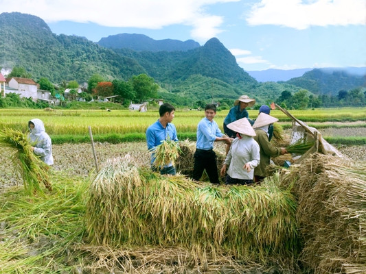 Nông dân Tam Đình - Tương Dương thu hoạch lúa hè thu
