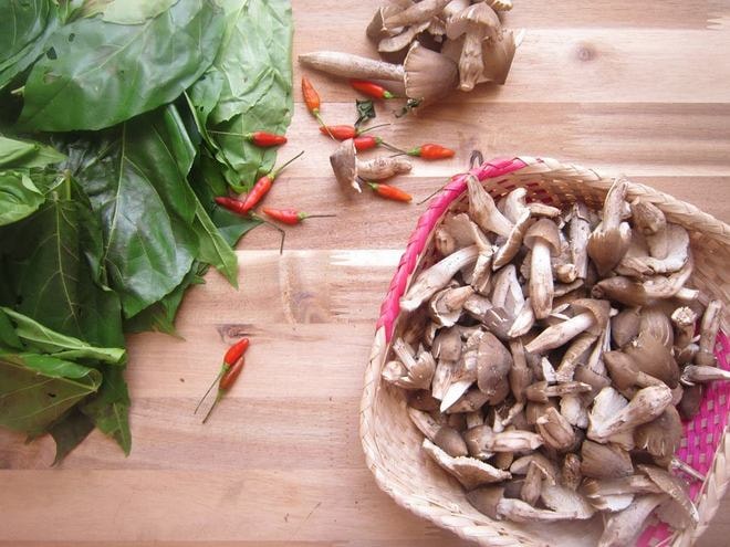 Nấm mối sinh sôi ở các gò đất cao, đất thịt nơi có ổ mối trú ngụ và sinh sôi nhiều dưới gốc cây, tán lá ẩm thấp. Nấm mối thường được tìm thấy nhiều nhất ở huyện Giồng Trôm, Chợ Lách, Bến Tre, các tỉnh Tiền Giang, Cần Thơ, Vĩnh Long, và một số tỉnh miền Đông như Bình Phước, Đồng Nai.