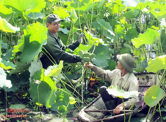 Thời điểm này đang vào mùa thu hoạch sen ở Phúc Thành, Yên Thành