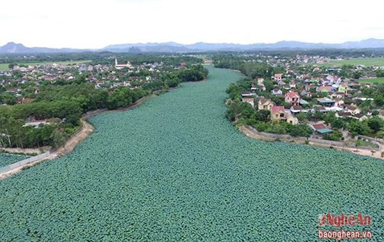 Bàu Sen Diệu Ốc, xã Phúc Thành trải dài tít tắp. Xã Phúc Thành sẽ tiếp tục mở rộng diện tích trồng Sen lên 30 ha, tạo điểm đến hấp dẫn níu chân du khách về du lịch tâm linh gắn với sinh thái.