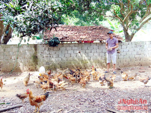 Trang trại của Hồ Văn Phong thường xuyên nuôi gần 1.000 con gà mía