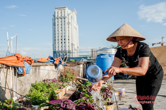 Người dân khu Quang Trung trồng rau trên sân thượng. 