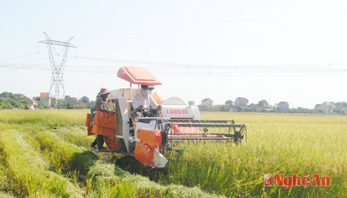 Những diện tích trồng lúa nếu kém hiệu quả sẽ được chuyển sang các loại cây trồng khác