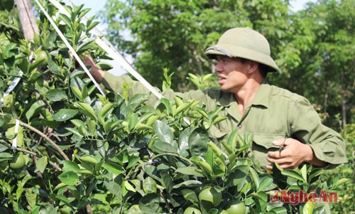 Các loại cây ăn quả có múi như cam, chanh sẽ được quan tâm phát triển