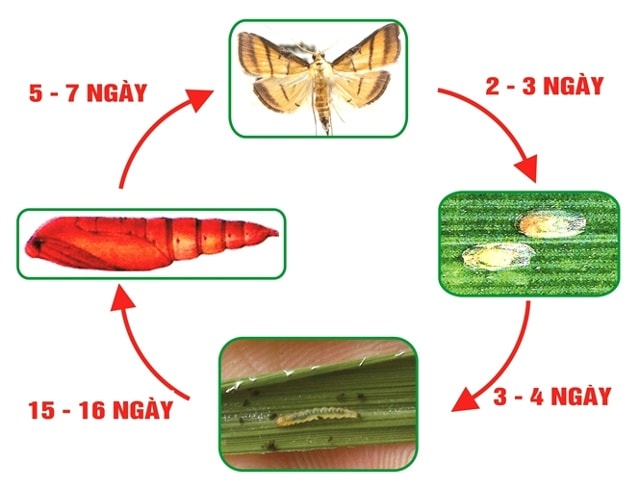 Vòng đời của sâu cuốn lá nhỏ hại lúa.