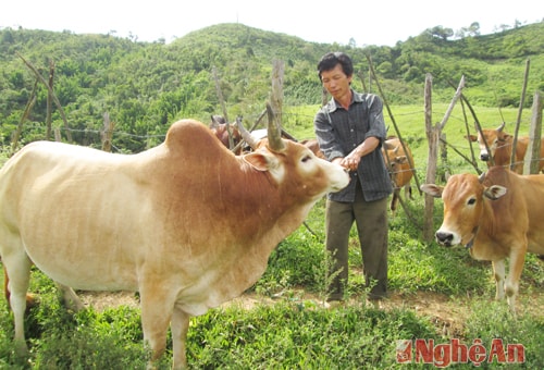 Ngoài phát chăm sóc đồi chè, 