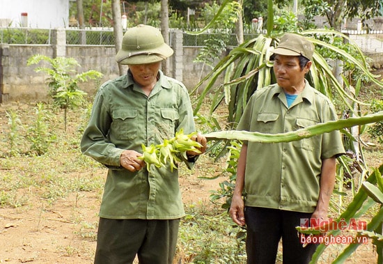 Vườn thanh long ruột đỏ đã cho gia đình ông Thứ thu hoạch bình quân khoảng 150kg quả mỗi lứa