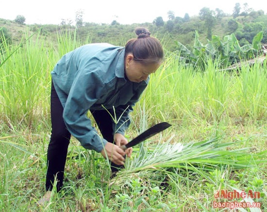 Đầu tư trồng cỏ sữa để chăn nuôi trâu, bò vỗ béo.