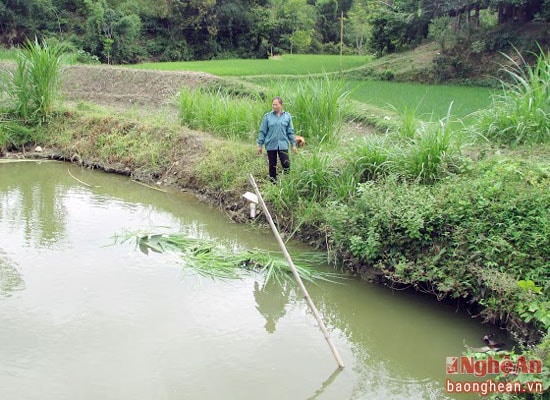 Ngoài đáp ứng nhu cầu thực phẩm của gia đình, ao cá giúp chị Ngân  thu về 6-7 triệu đồng/năm