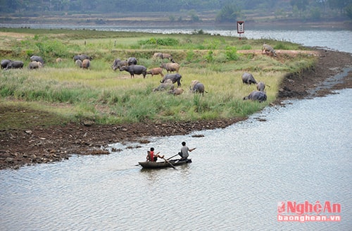 Tuổi thơ ngày hè chăn trâu, đánh cá trên sông Cấm