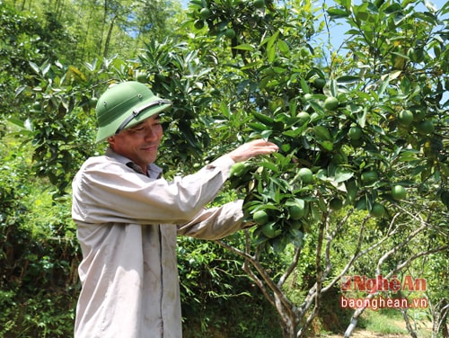 : Để vận động người dân phát triển kinh tế, trưởng bản đảng viên Nguyễn Văn Châu đã tự mình xây dựng mô hình chăn nuôi, trồng cam phát triển rừng với thu nhập 100 triệu đồng mỗi năm.