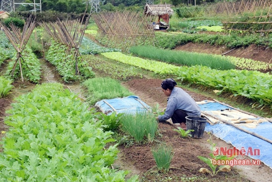 bà con bản phòng, xã Thạch Giám, huyện Tương Dương thu hoạch rau vụ đông trên mô hình trồng rau an toàn do Ủy ban Kiểm tra Tỉnh ủy và Trường Đại học vinh hỗ trợ.