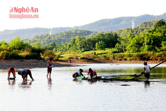Vào giữa tầm tháng 6, tháng 7 hằng năm, người dân số ở khu vực ven sông Cả thuộc khu vực xã Tam Quang, huyện Tương Dương rủ nhau xuống sông sàng hến.
