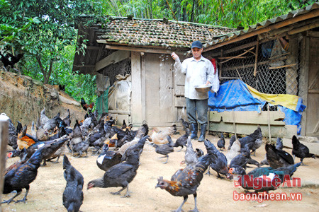Mô hình nuôi gà đen ở xã Tà Cạ (Kỳ Sơn).