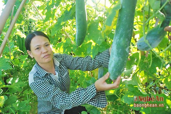 Bí xanh trên đất lúa ở Thanh Liên của  gia đình chị Phạm Thị Tuyết