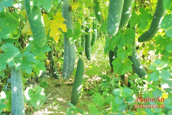 Nhờ trồng đúng qui trình kỹ thuật bí xanh sai quả