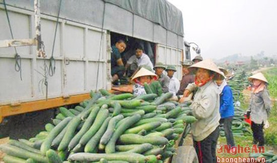 Thương lái ở Vinh lên mua bí tại ruộng