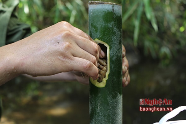 Sau khi bắt được đủ lượng cua, cua được rửa sạch bỏ vào ống nứa
