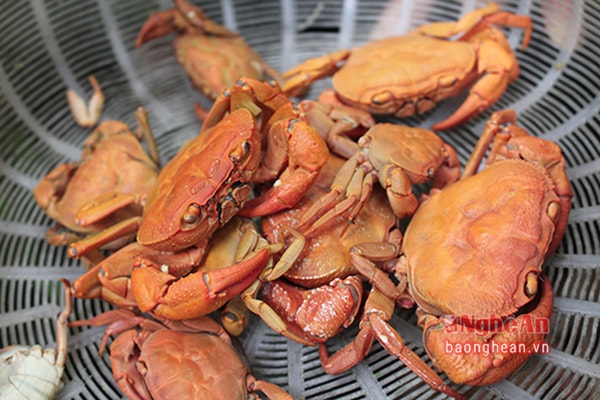 Gỡ cua ra khỏi ống nứa.