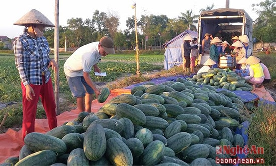 Nhờ chăm bón theo quy trình an toàn vệ sinh thực phẩm, do vậy,  dưa ở Nghi Lộc năm nay  được các thương lái đến thu mua tận ruộng.