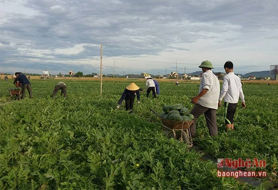 Chị Nguyễn Thị Toàn ở xóm 17, xã Nghi Trung năm nay trồng gần 1,5 sào dưa hấu. Chị cho biết: Mặc dù trời nắng hạn, nhưng gia đình đã đầu tư khoan giếng tại ruộng nên dưa năm nay rất tốt, quả to, ngọt. Đặc biệt, trong quá trình chăm bón gia đình thực hiện theo quy trình an toàn vệ sinh thực phẩm, do vậy, ruộng dưa của gia đình được các thương lái đến thu mua tận ruộng với giá 4.300 đồng/kg. Như vậy, toàn bộ diện tích dưa của chị đem lại nguồn thu nhập 12 triệu đồng.