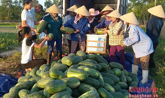 Vụ hè thu này toàn huyện Nghi Lộc sản xuất 150 ha dưa hấu. Tuy trời nắng hạn nhưng nhờ chăm bón đúng kỹ thuật nên dưa quả to, ngọt, được khách hàng ưa chuộng.